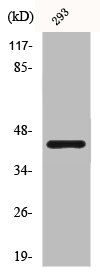 CASP9 Antibody