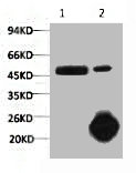 CASP9 Antibody