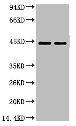 CASP9 Antibody
