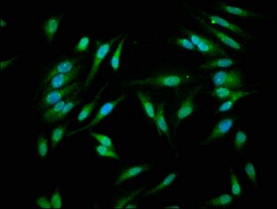 CASP1 Antibody