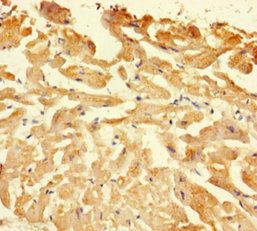 CASP1 Antibody