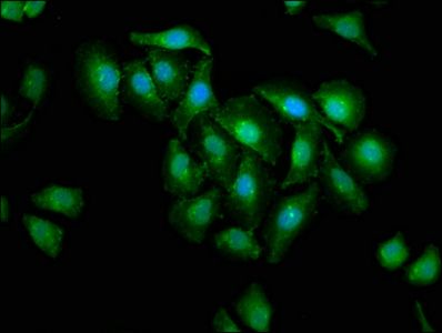 CASP3 Antibody