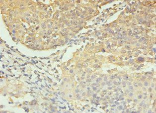 CASP3 Antibody