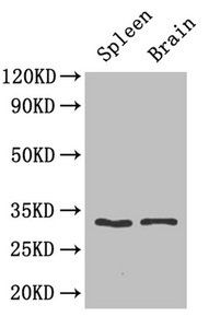 CASP3 Antibody