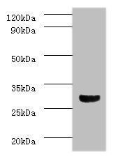 CASP3 Antibody