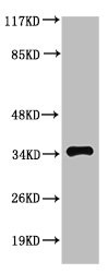 CASP3 Antibody
