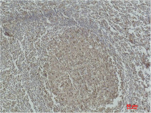 CASP3 Antibody