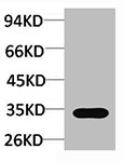 CASP3 Antibody