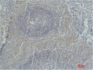 CASP3 Antibody