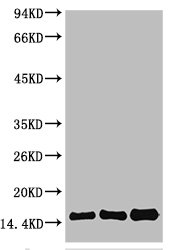 CASP3 Antibody