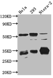 CASP3 Antibody