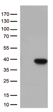 Caspase 3 Antibody