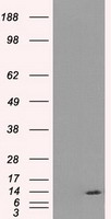 Caspase 3 Antibody