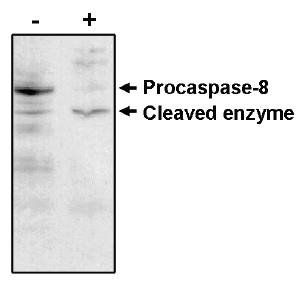 Mouse anti Human Caspase-8 Antibody