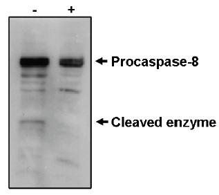 Mouse anti Human Caspase-8 Antibody