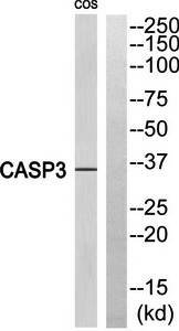 Caspase 3 (Cleaved-Ser29) Antibody