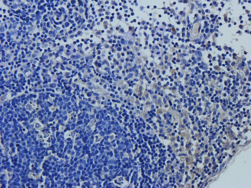 Caspase 3 Rabbit Polyclonal Antibody