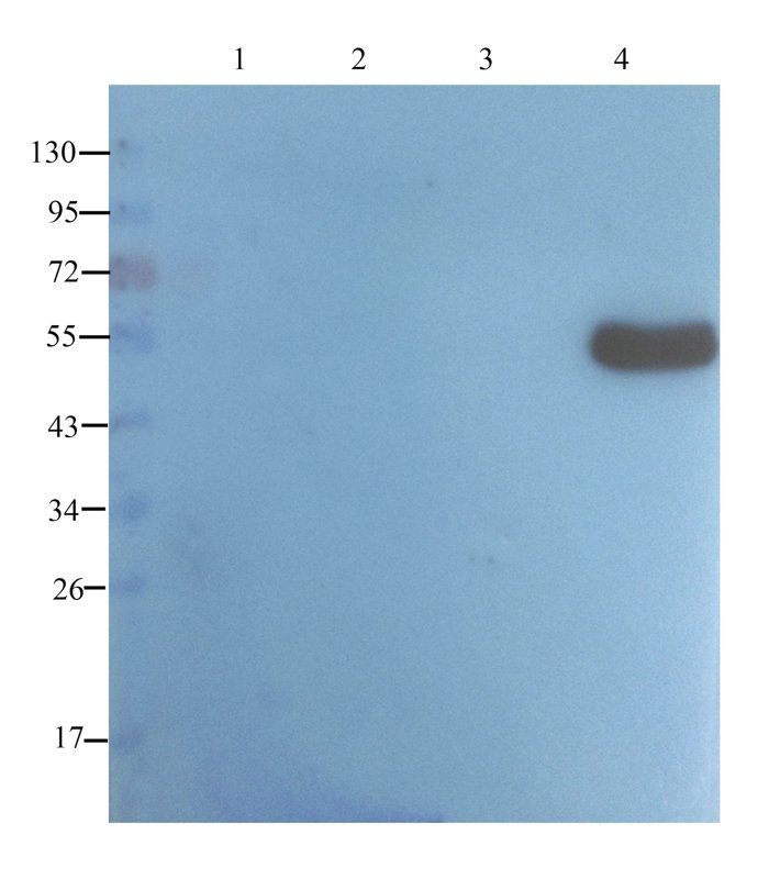 Caspase 3 Rabbit Polyclonal Antibody