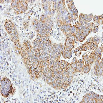 caspase-8 antibody