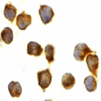 Caspase-8 Antibody