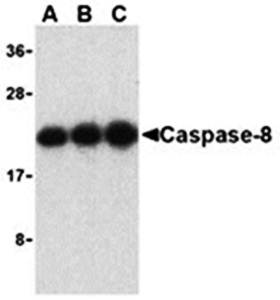 Caspase-8 Antibody