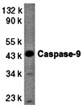 Caspase-9 Antibody