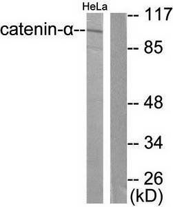 Catenin-α1 Antibody