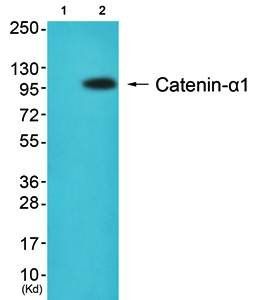 Catenin-α1 Antibody