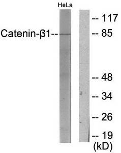 Catenin-β1 Antibody