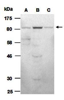 beta-Catenin1 (N) Antibody, Rabbit Polyclonal