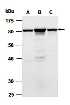 beta-Catenin1 (C) Antibody, Rabbit Polyclonal