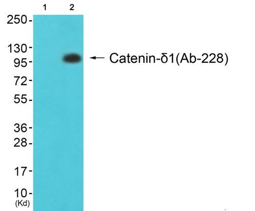 Catenin-δ1 (Ab-228) Antibody