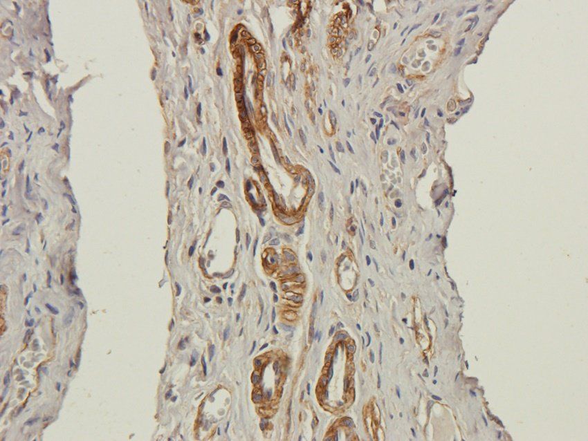 Caveolin 1 antibody