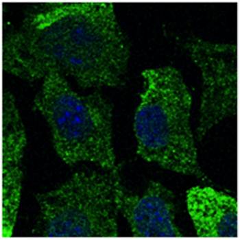 CAV1 Antibody