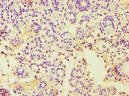 CBLC Antibody