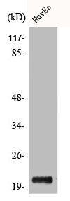 CBLN1 Antibody