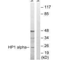 CBX5 Antibody