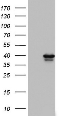 CBX8 Antibody