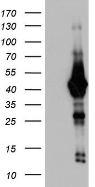 CBX8 Antibody