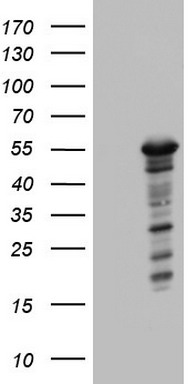 CBX8 Antibody