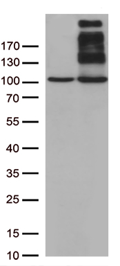 CBX8 Antibody