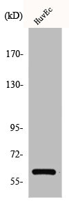 CCDC102B Antibody