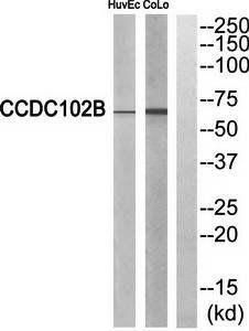 CCDC102B Antibody