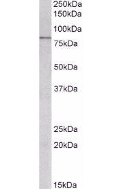 CCKBR Antibody
