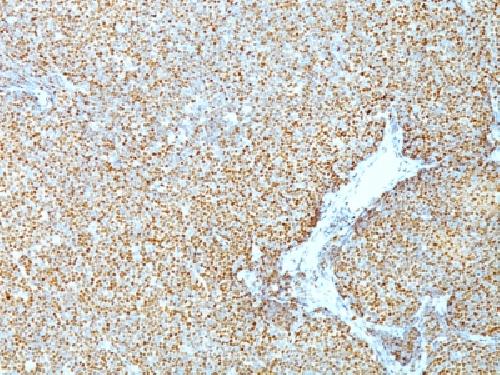 CCND1 Antibody