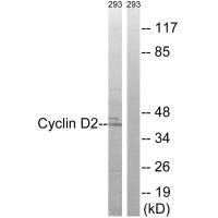 CCND2 Antibody
