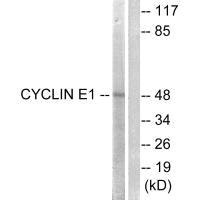 CCNE1 Antibody
