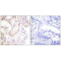 CCNG1 Antibody