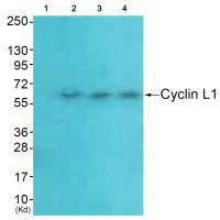 CCNL1 Antibody