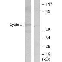 CCNL1 Antibody